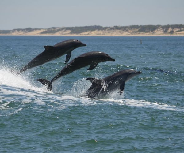 Koombana Bay: Dolphin Eco Cruise – Western Australia, Australia