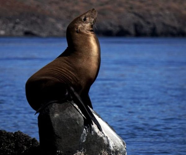 La Paz: Scuba Diving Experience – Baja California Sur, Mexico