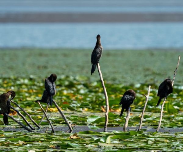 Lake Skadar: Early-morning Birdwatching and Photography Tour – Shkoder County, Albania