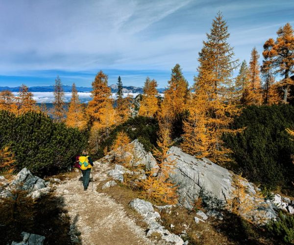 Manning Park: The Quest for the Golden Larch Tree – British Columbia, Canada