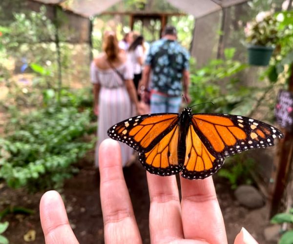 Maui: Interactive Butterfly Farm Entrance Ticket – Lahaina, Hawaii