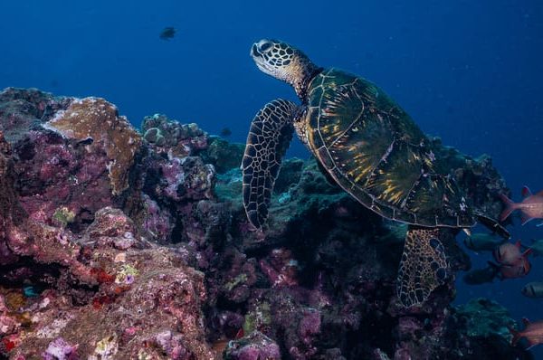 Maui: Small Group Shark & Turtle Scuba Dive from Shore – Lahaina, Hawaii