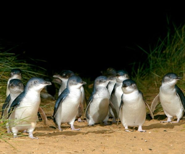 Melbourne: French and Phillip Island Wildlife Expedition – Victoria, Australia, Australia