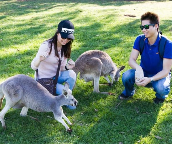 Melbourne: Phillip Island Penguins and Wildlife Sanctuary – Victoria, Australia, Australia