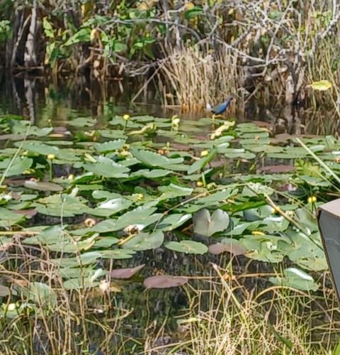 Miami: Everglades Airboat Eco Tour w/ Luxury Transportation – Florida, United States