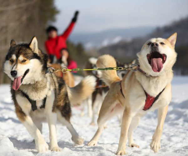 Mont-Tremblant: Dogsledding Experience – Quebec, Canada