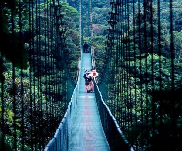 Monteverde: Trip to the Hanging Bridges of Selvatura Park – Puntarenas Province, Costa Rica