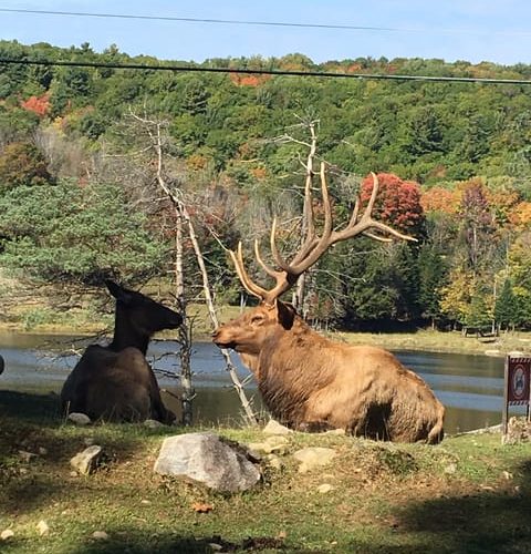 Montreal: Private Day Tour to Parc Omega & Montebello Lodge – Quebec, Canada