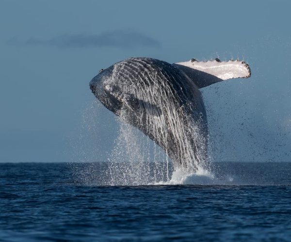 Mooloolaba: Whale Watching Cruise – Queensland, Australia