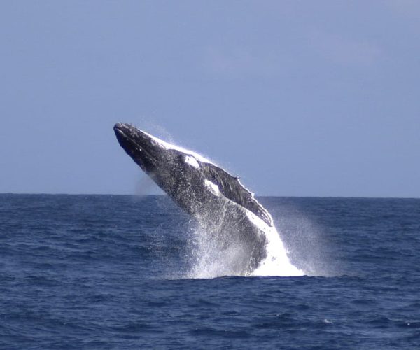 Moreton Island: Tangalooma Whale Watching & Dolphin Feeding – Queensland, Australia