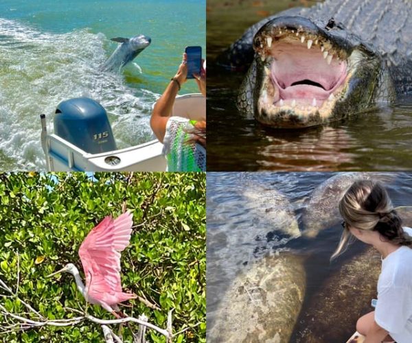 Naples, FL: Manatee, Dolphin, 10,000 Islands Beach Eco Tour – Florida, United States