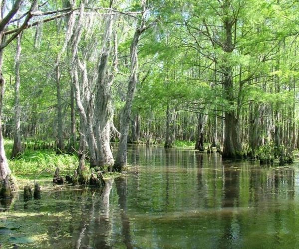 New Orleans: Honey Island Swamp Boat Tour with a Guide – Louisiana, United States