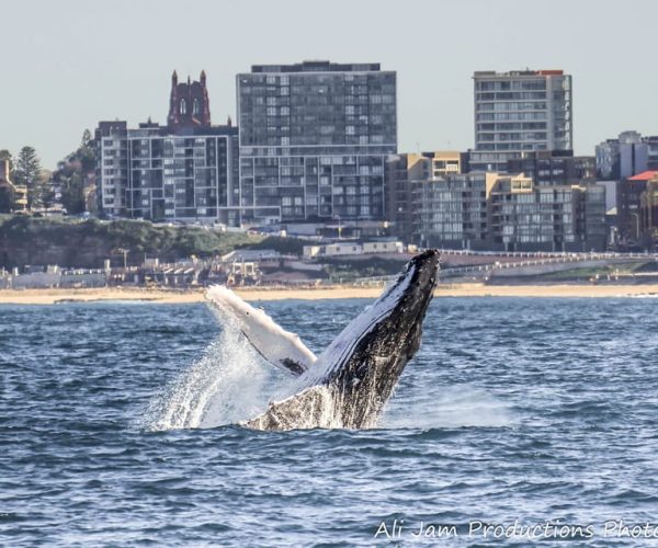 Newcastle: Humpback Whale Watching Cruise and Harbor Tour – New South Wales, Australia