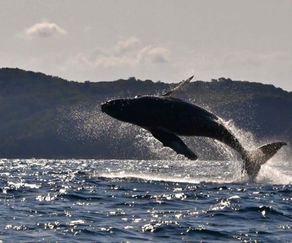 Noosa: Humpback Whale Watching Tour – Queensland, Australia