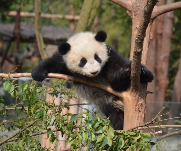 Panda Base Day Tour in Sichuan Chengdu – Southwestern China, China