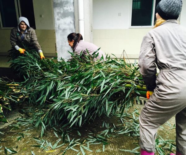 Panda Volunteer Project Day Trip(Wolong/Du Jiang Yan) – Southwestern China, China