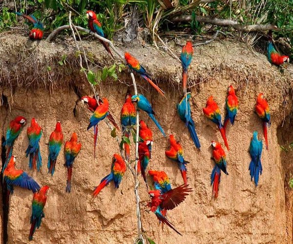 Parrot and Macaw Clay Lick Tour | Canoe | Tambopata Jungle – Cusco Region, Peru