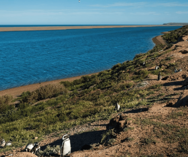 Peninsula Valdés: Shore Excursion in private – Chubut Province, Argentina