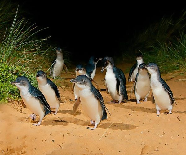 Phillip Island: Golden Hour Penguin Express Tour – Victoria, Australia, Australia