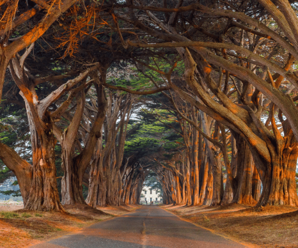 Point Reyes National Seashore: Scenic Driving Tour Adventure – California, United States