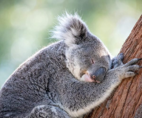 Port Stephens: Koala Sanctuary General Admission Ticket – Port Stephens, Australia