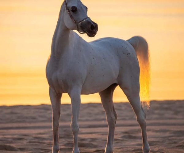 Private Doha Horse and Camel Ride in The Desert – Al Wakrah Municipality, Qatar