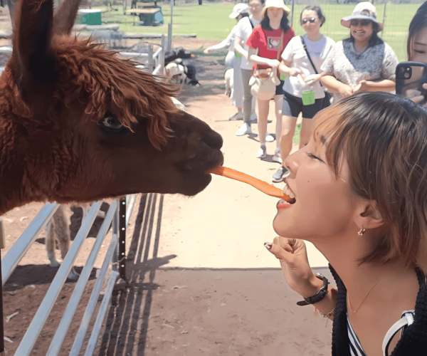 Private Tour: Alpaca Feeding Wildlife & Nature Park Visit – Queensland, Australia