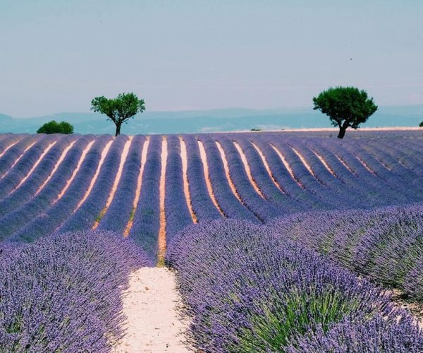 Provence, Vineyards & Lavender Fields Private Day Trip – Provence-Alpes-Côte d’Azur, France