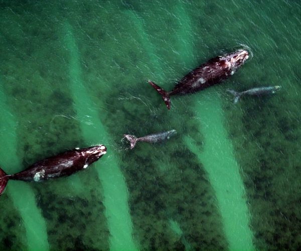 Puerto Madryn: Flights over Peninsula Valdes. A unique experience! – Chubut Province, Argentina