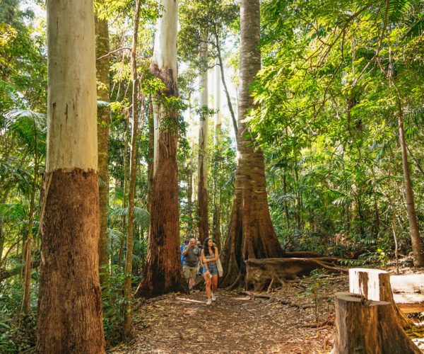 Rainforests and Glow Worm Cave: Day Tour from Brisbane – Queensland, Australia