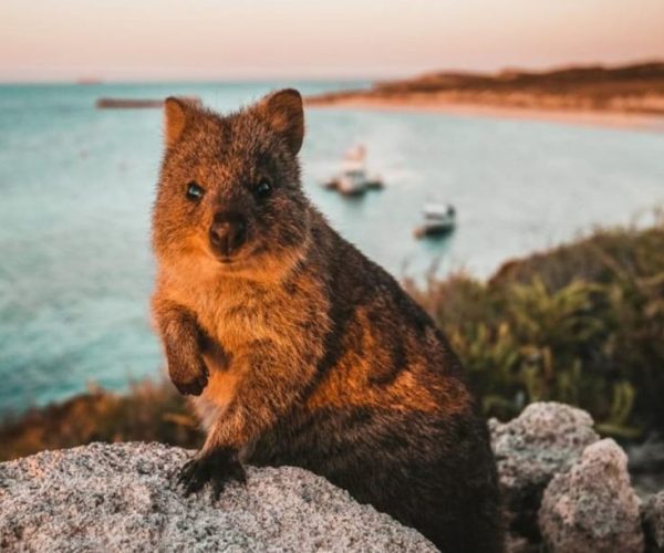 Rottnest Island: Lakes & Bays Guided 12km Hike – Western Australia, Australia