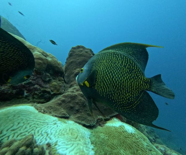 Seascooter Snorkeling Tour Mangel Halto Beach – Aruba Region, Aruba