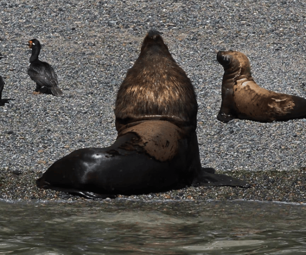 Shore Excursion: Punta Loma+City Tour, for cruise passengers – Chubut Province, Argentina