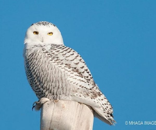 Snowy Owl 12-hour Photography Tour – Saskatchewan, Canada