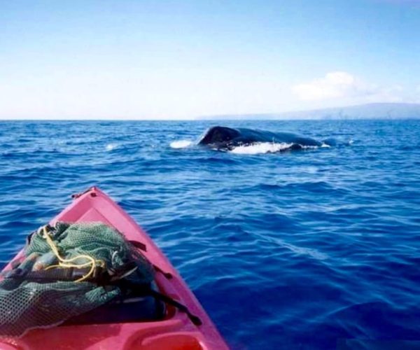 South Maui: Whale Watch Kayaking and Snorkel Tour in Kihei – Kihei, Hawaii