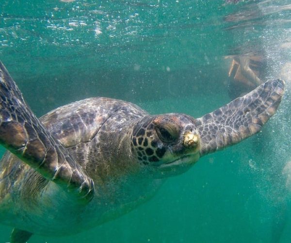 Swim with Turtles and Coastal Ride – Peru Indiana, Indiana