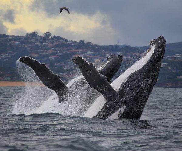 Sydney: 3-Hour Whale Watching Tour by Catamaran – New South Wales, Australia