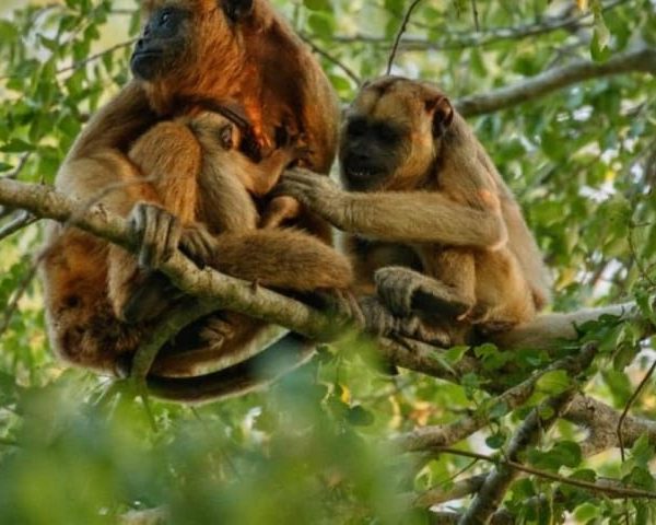 Tambopata Rainforest 4D (Sandoval Lake, Campfire, Hiking) – Cusco Region, Peru