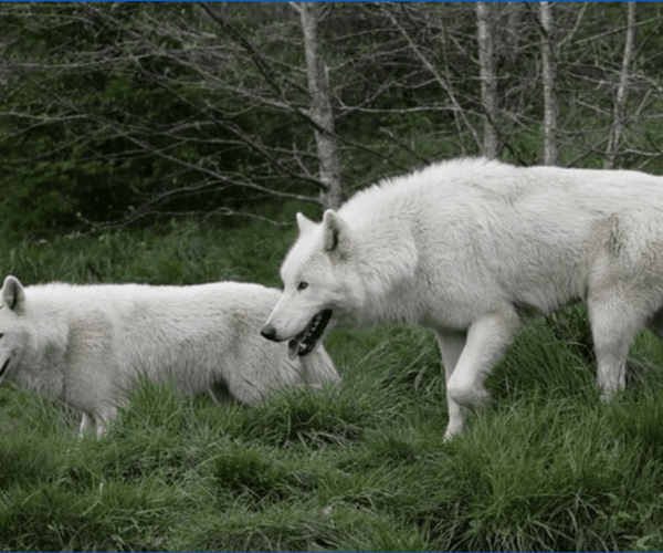 Tidewater: White Wolf Sanctuary Tour and Presentation – White Wolf Sanctuary, Oregon