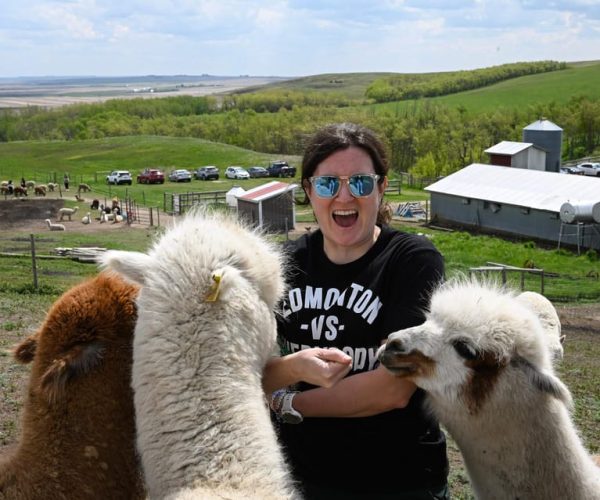 Torrington: Visit Kirks Alpaca Farm – Alberta, Canada