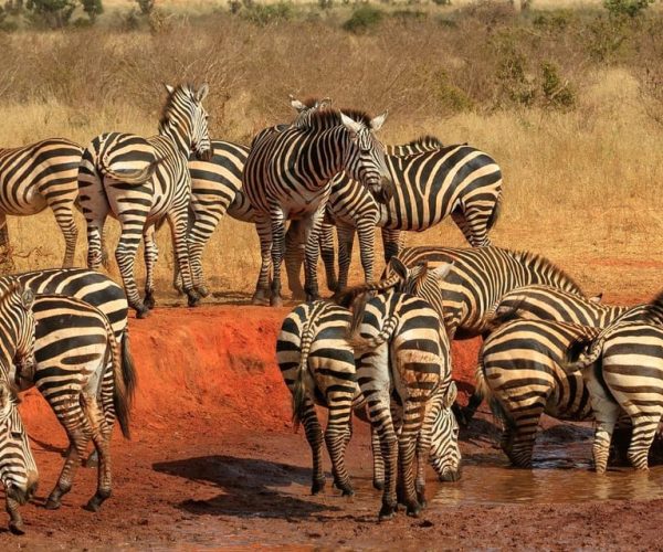 Tsavo East Day Tour From Mombasa/Diani/Malindi – Coast Province, Kenya