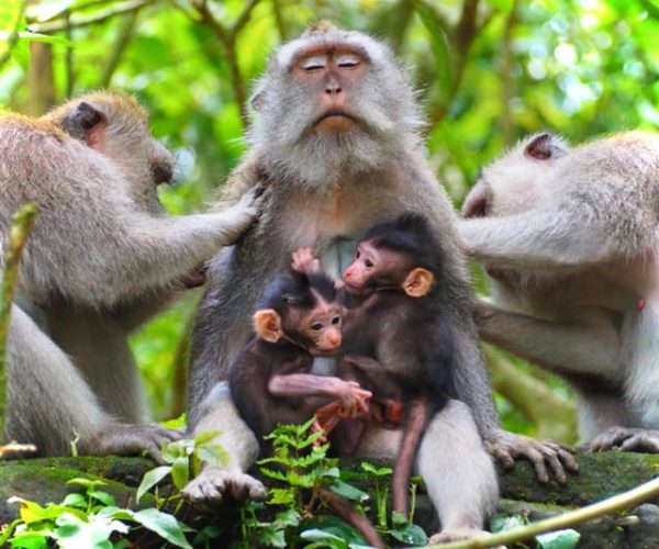 Ubud: Monkey Forest Rice Terraces, Temple & hidden Waterfal – Bali, Indonesia