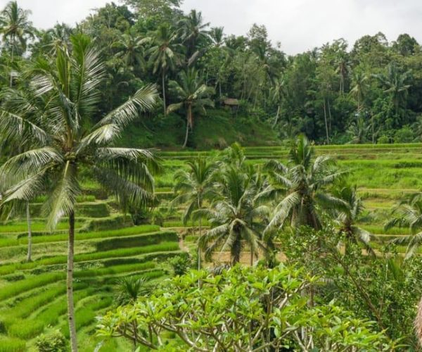 Ubud: Monkey Forest, Tegalalang Rice Terraces & Waterfall – Bali, Indonesia