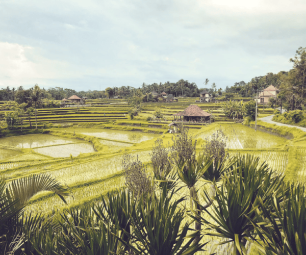 Ubud Relaxation Tour – Bali, Indonesia