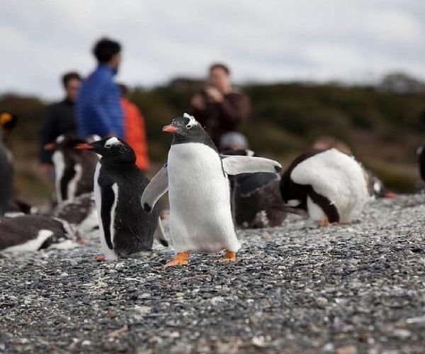 Ushuaia: Beagle Walk among Penguins Navigation Isla de Lobos – Tierra del Fuego, Argentina