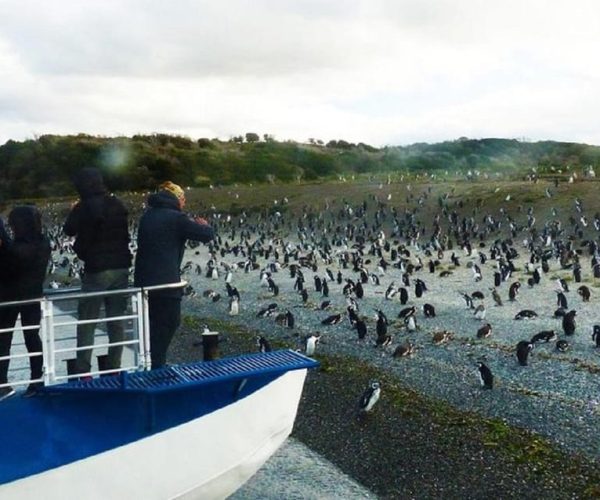 Ushuaia: Sailing Beagle Channel to the Penguin Colony – Tierra del Fuego, Argentina