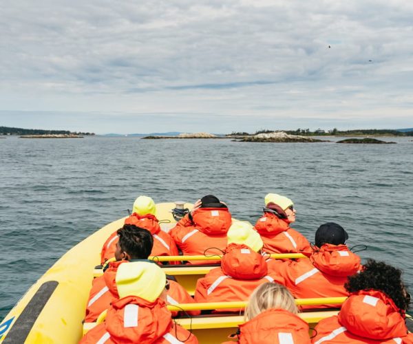 Victoria: 3-Hour Whale Watching Tour in a Zodiac Boat – British Columbia, Canada