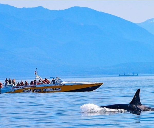 Victoria: Morning Whale-Watching Tour in Scarab Boat – British Columbia, Canada