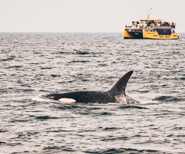 Victoria: Whale Watching Cruise by Covered Boat – British Columbia, Canada