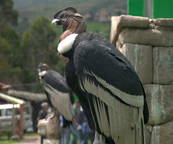 Visit to the Cochahuasi Animal Sanctuary with rescued animal – Cusco Region, Peru